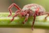 Callidosoma sp.